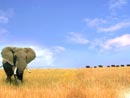 Elephant Memory memory game