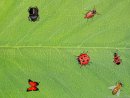 Catch the ladybug!